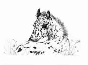 Appaloosa Foal