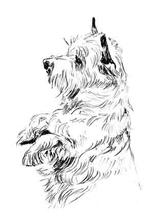Cairn Terrier