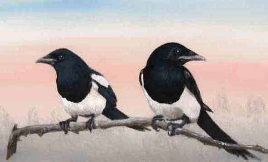 Magpies