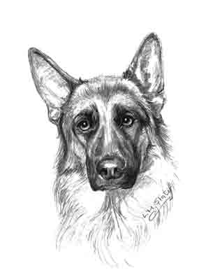 German Shepherd